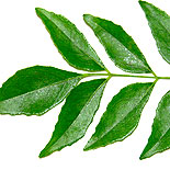 Curry leaves 