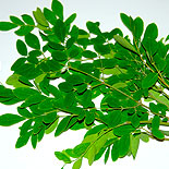 Drumstick leaves 