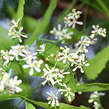 Fresh neem flower / Veppam poo