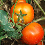 Fresh tomato