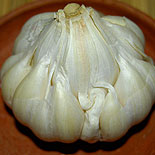 Garlic 
