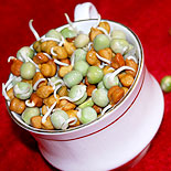 Green peas sprouts 