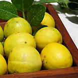 Lemon 