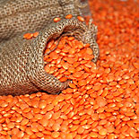Masoor Dal 