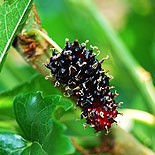 Mulberry fruit