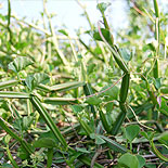 Pirandai / veldt grape