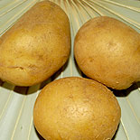 Potato
