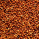 ragi