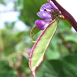 Red okra / sigappu vendakkai