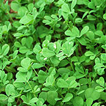 Vendhaya keerai / Fenugreek leaves
